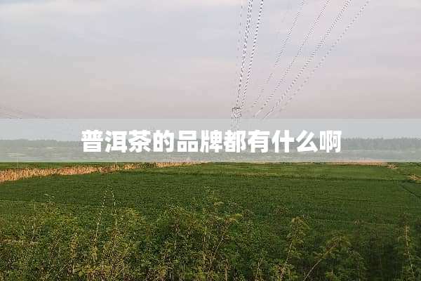 普洱茶的品牌都有什么啊