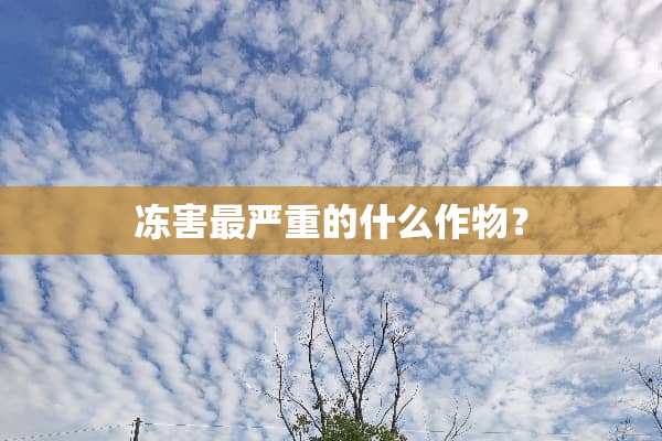 冻害最严重的什么作物？