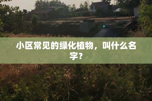 小区常见的绿化植物，叫什么名字？