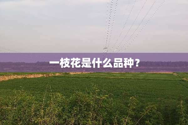 一枝花是什么品种？