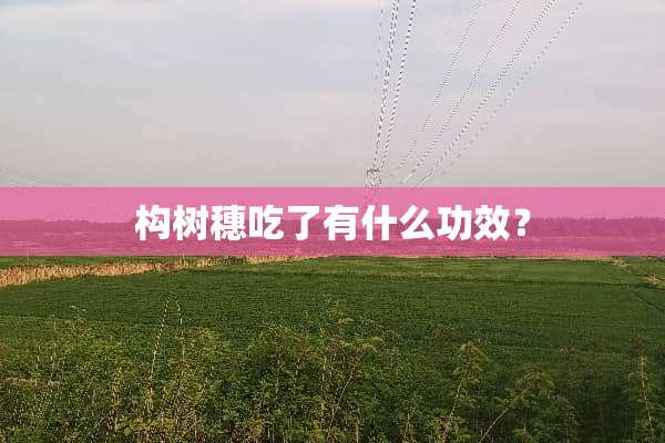 构树穗吃了有什么功效？