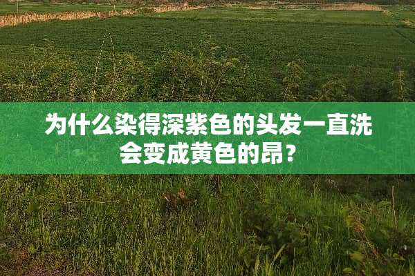 为什么染得深紫色的头发一直洗会变成黄色的昂？