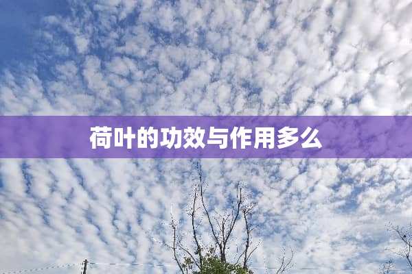 荷叶的功效与作用多么