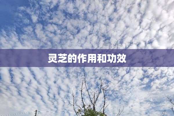 灵芝的作用和功效