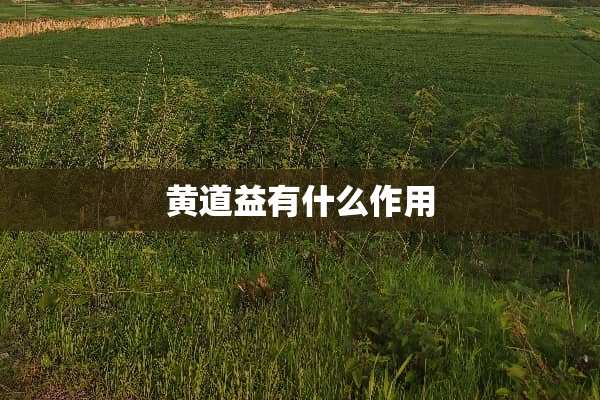 黄道益有什么作用