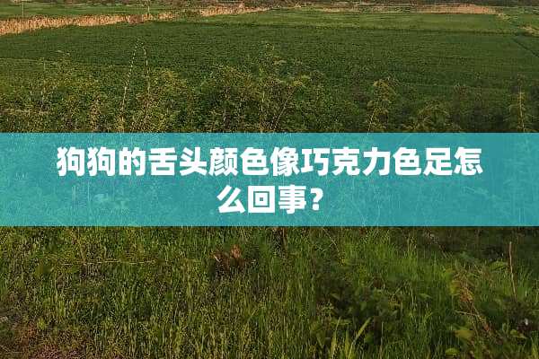狗狗的舌头颜色像巧克力色足怎么回事？