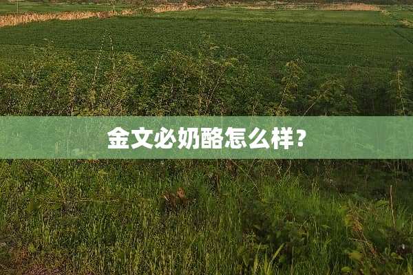 金文必奶酪怎么样？