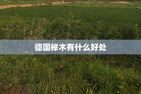 德国榉木有什么好处