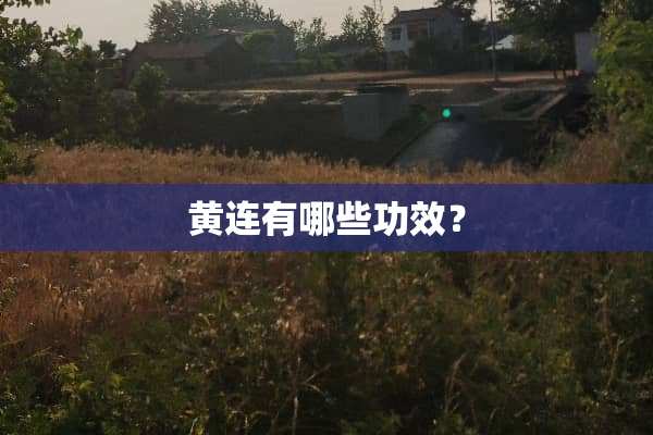 黄连有哪些功效？