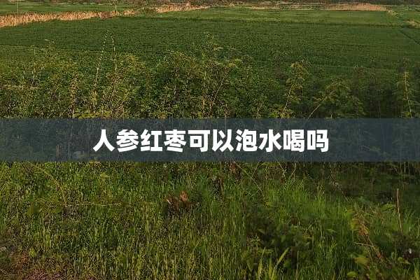 人参红枣可以泡水喝吗