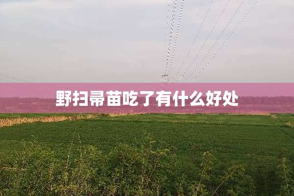 野扫帚苗吃了有什么好处