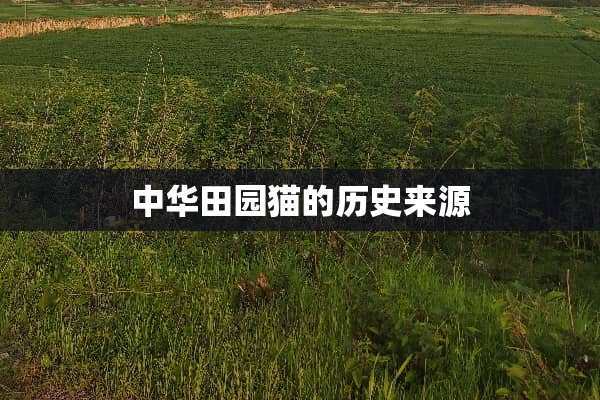 中华田园猫的历史来源