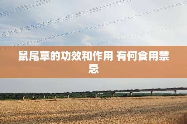 鼠尾草的功效和作用 有何食用禁忌