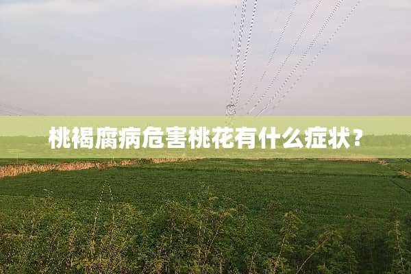 桃褐腐病危害桃花有什么症状？
