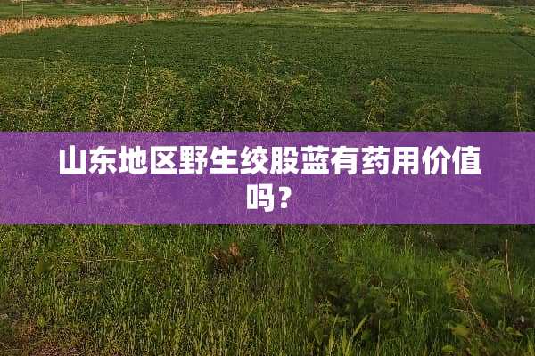 山东地区野生绞股蓝有药用价值吗？
