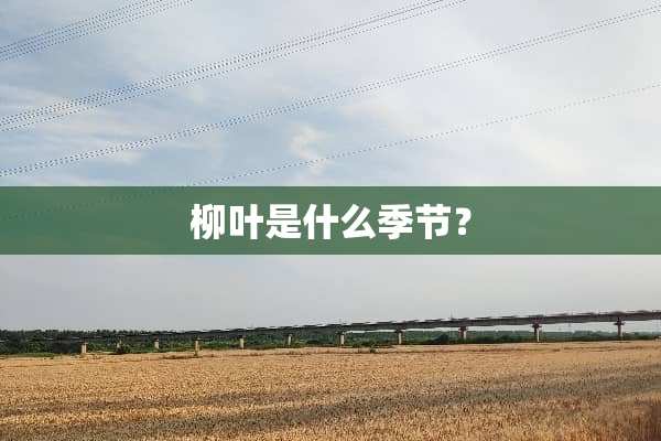 柳叶是什么季节？