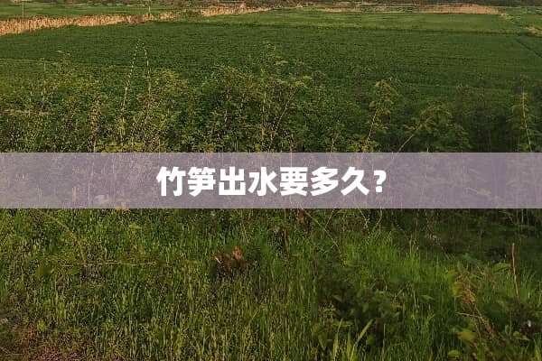 竹笋出水要多久？