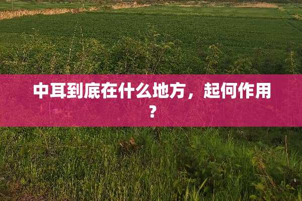 中耳到底在什么地方，起何作用？