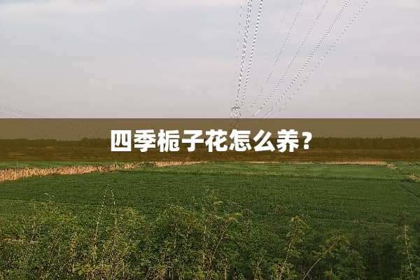 四季栀子花怎么养？
