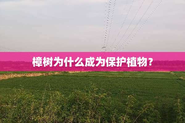 樟树为什么成为保护植物？