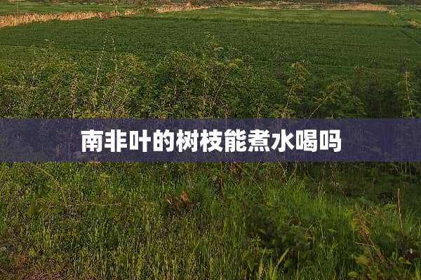 南非叶的树枝能煮水喝吗