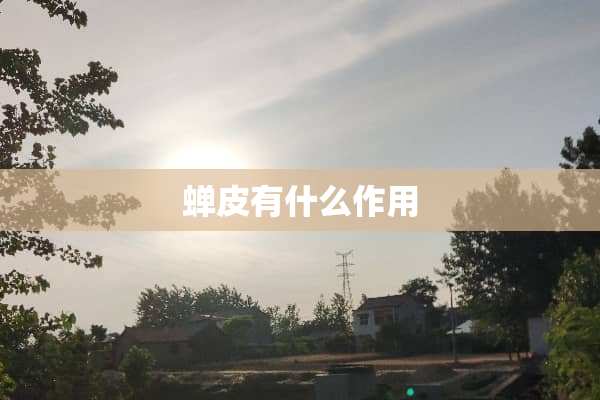 蝉皮有什么作用