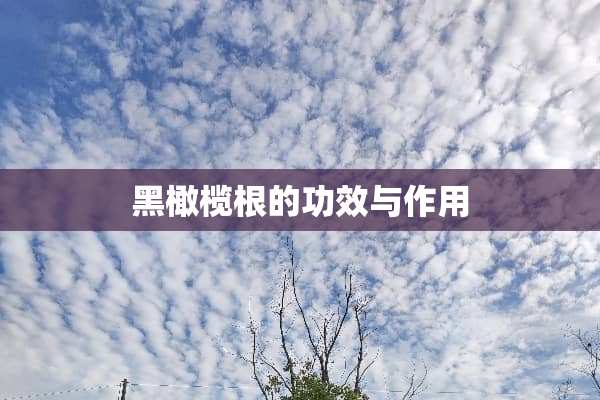 黑橄榄根的功效与作用