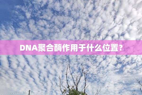 DNA聚合酶作用于什么位置？