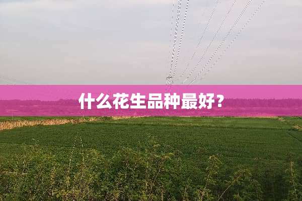 什么花生品种最好？