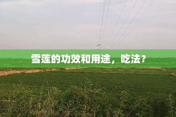雪莲的功效和用途，吃法？