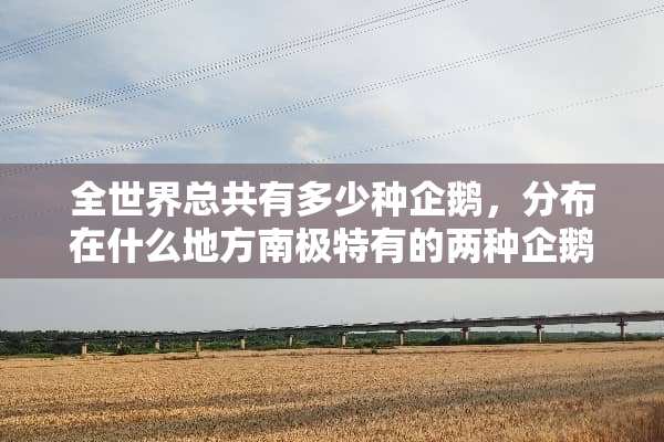 全世界总共有多少种企鹅，分布在什么地方南极特有的两种企鹅是什么？