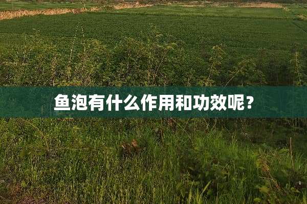 鱼泡有什么作用和功效呢？