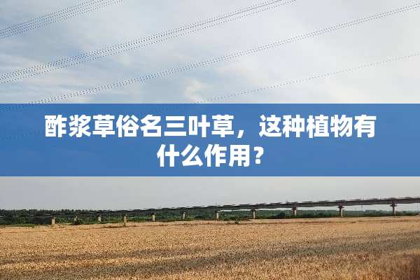 酢浆草俗名三叶草，这种植物有什么作用？