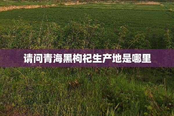 请问青海黑枸杞生产地是哪里