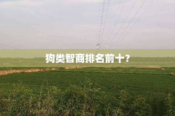 狗类智商排名前十？