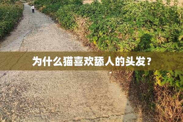 为什么猫喜欢舔人的头发？