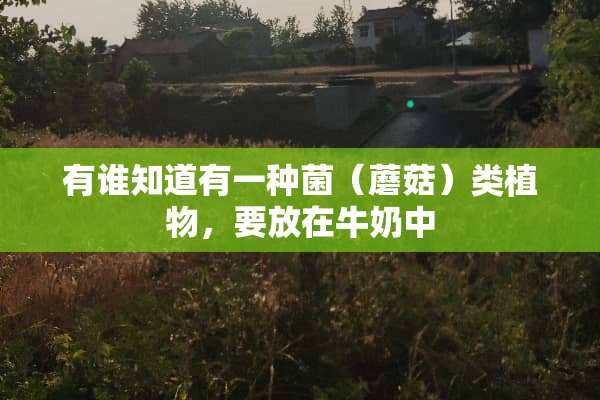 有谁知道有一种菌（蘑菇）类植物，要放在牛奶中