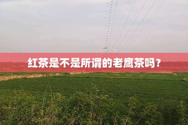 红茶是不是所谓的老鹰茶吗？