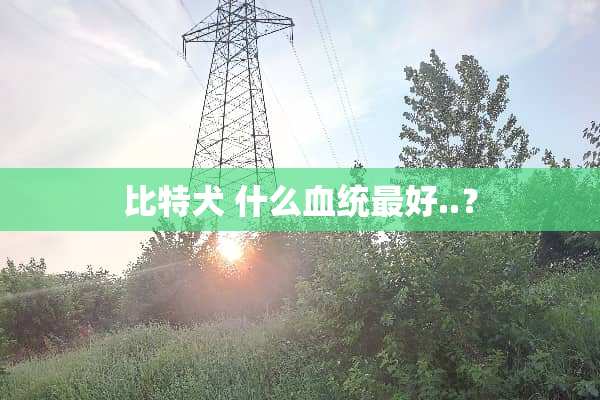 比特犬 什么血统最好..？