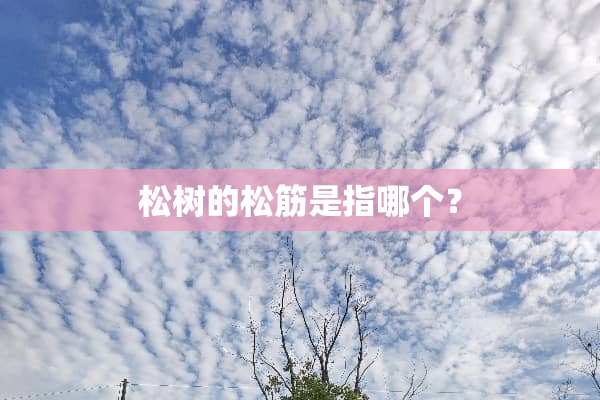 松树的松筋是指哪个？