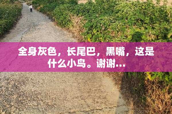 全身灰色，长尾巴，黑嘴，这是什么小鸟。谢谢…