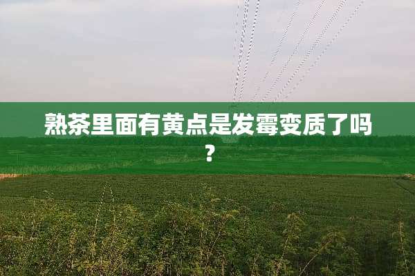 熟茶里面有黄点是发霉变质了吗？