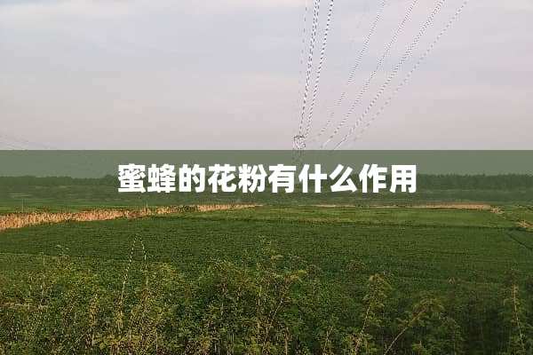蜜蜂的花粉有什么作用