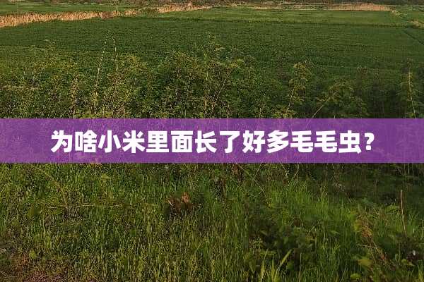为啥小米里面长了好多毛毛虫？