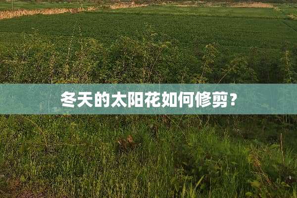 冬天的太阳花如何修剪？
