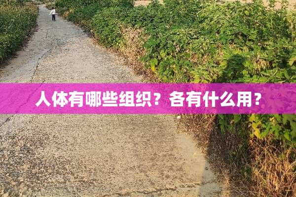 人体有哪些组织？各有什么用？
