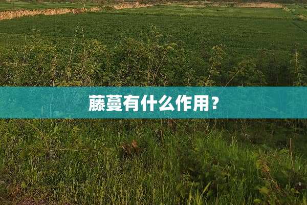 藤蔓有什么作用？
