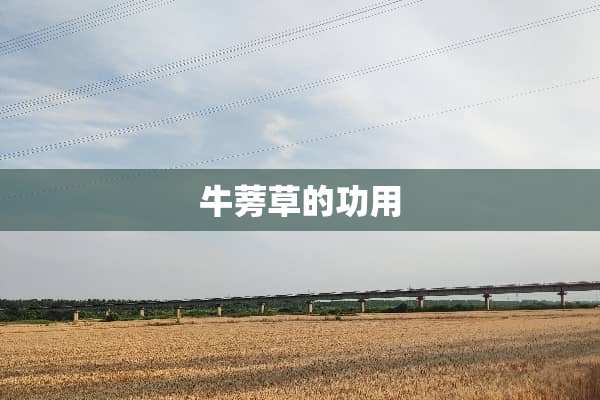 牛蒡草的功用