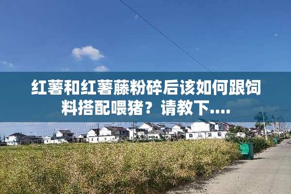 红薯和红薯藤粉碎后该如何跟饲料搭配喂猪？请教下....