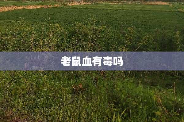 老鼠血有毒吗